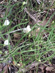 Stylisma pickeringii