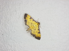 Ategumia ebulealis