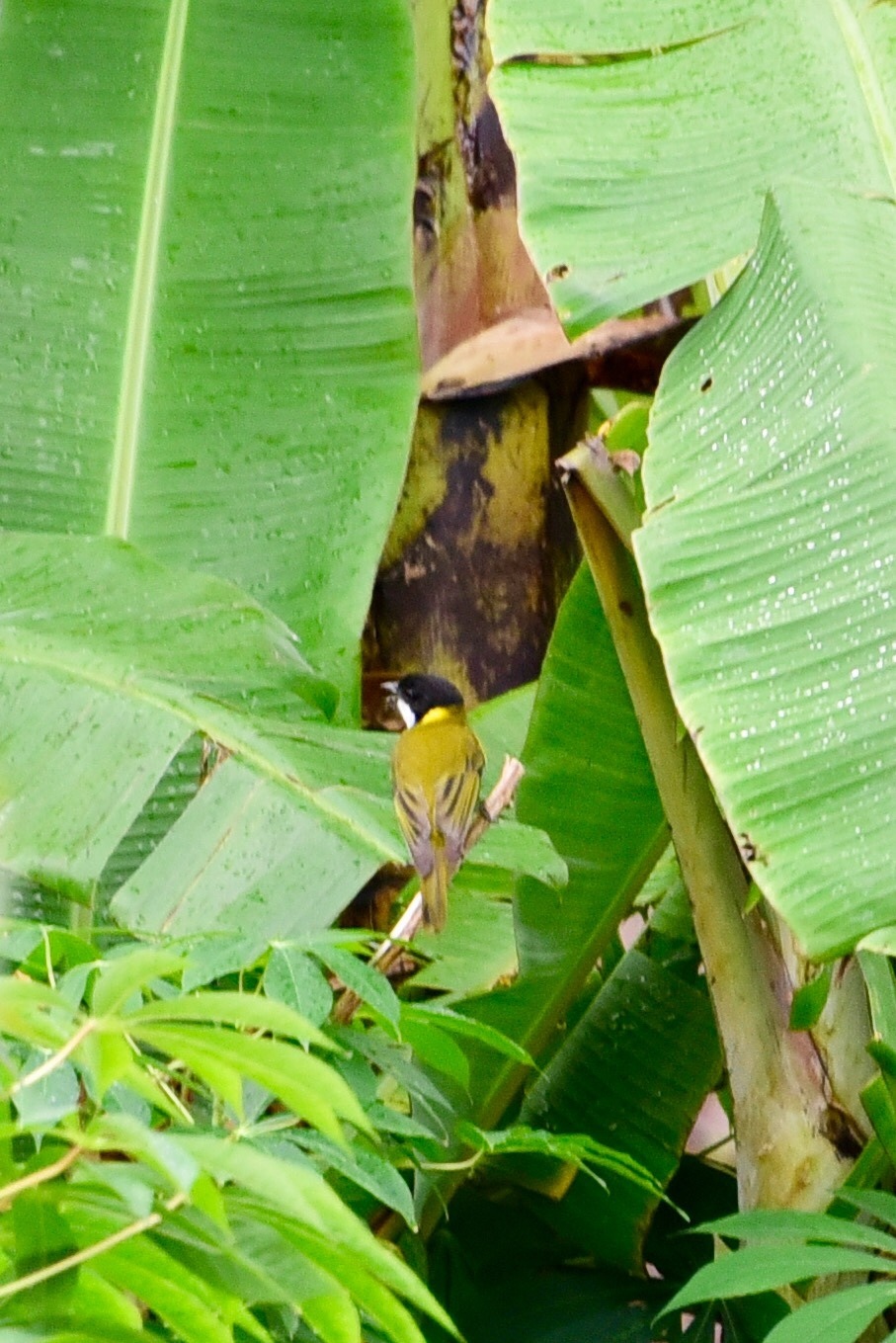 Melanesian Whistler (Pachycephala chlorura), photo 6
