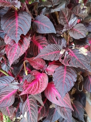 Iresine diffusa herbstii