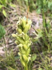 Platanthera aquilonis