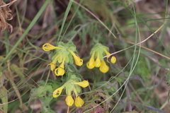 Melampyrum carstiense