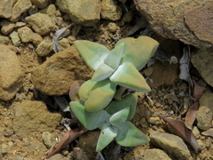 Crassula deltoidea