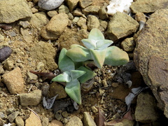 Crassula deltoidea