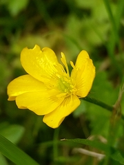Ranunculus