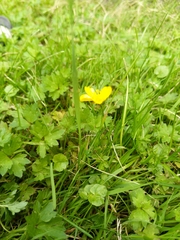 Ranunculus