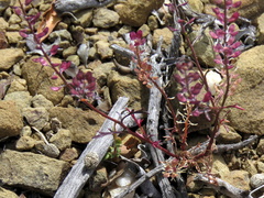 Lepidium africanum divaricatum
