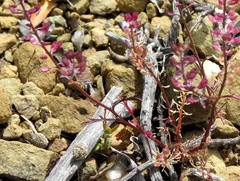 Lepidium africanum divaricatum