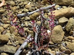 Lepidium africanum divaricatum