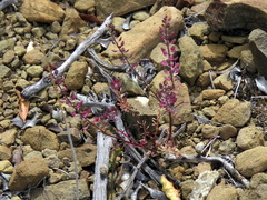 Lepidium africanum divaricatum