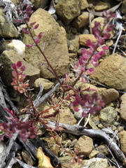 Lepidium africanum divaricatum
