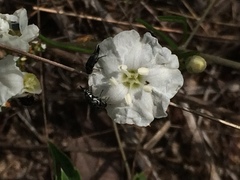 Stylisma pickeringii