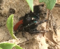 Phidippus texanus