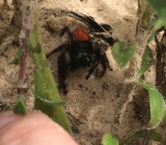 Phidippus texanus