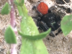 Phidippus texanus
