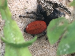 Phidippus texanus