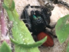 Phidippus texanus