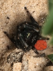 Phidippus texanus
