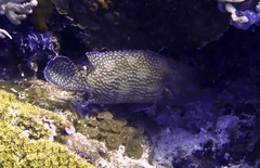 Epinephelus ongus