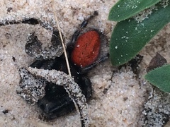 Phidippus texanus