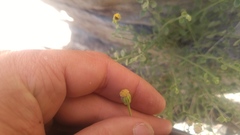 Perityle megalocephala