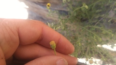 Perityle megalocephala