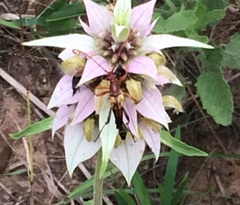 Strangalia virilis