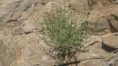 Perityle megalocephala