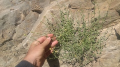 Perityle megalocephala