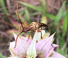 Strangalia virilis