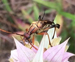 Strangalia virilis