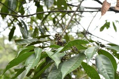 Lithocarpus brevicaudatus