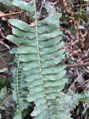 Blechnum punctulatum atherstonei