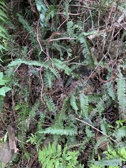 Blechnum punctulatum atherstonei