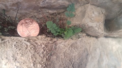 Argyrochosma jonesii