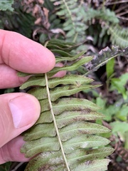 Blechnum punctulatum atherstonei