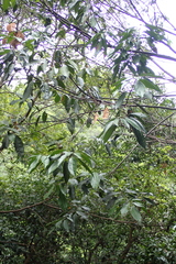 Lithocarpus brevicaudatus