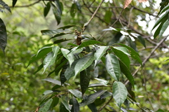 Lithocarpus brevicaudatus