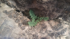 Argyrochosma jonesii