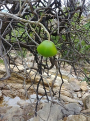 Cascabela thevetioides
