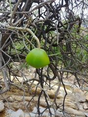 Cascabela thevetioides