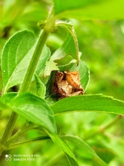 Eriophora edax