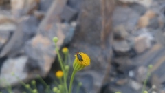 Perityle megalocephala