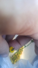 Perityle megalocephala