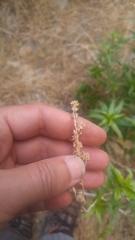 Brickellia longifolia multiflora