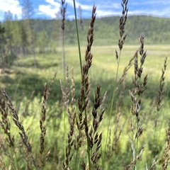 Calamagrostis stricta