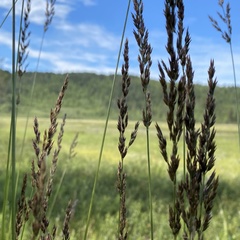 Calamagrostis stricta
