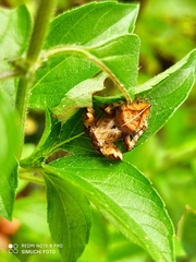Eriophora edax