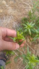 Brickellia longifolia multiflora