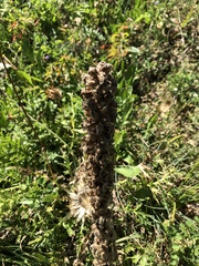 Campanula thyrsoides